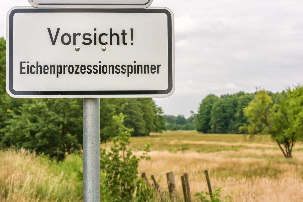 Was tun bei Juckreiz durch Prozessionsspinner